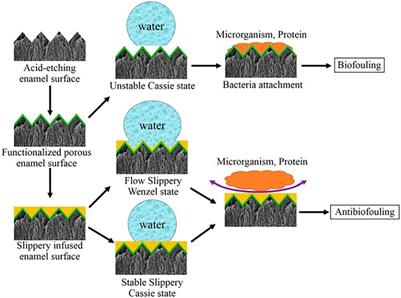Bio-inspired special wettability in oral antibacterial applications